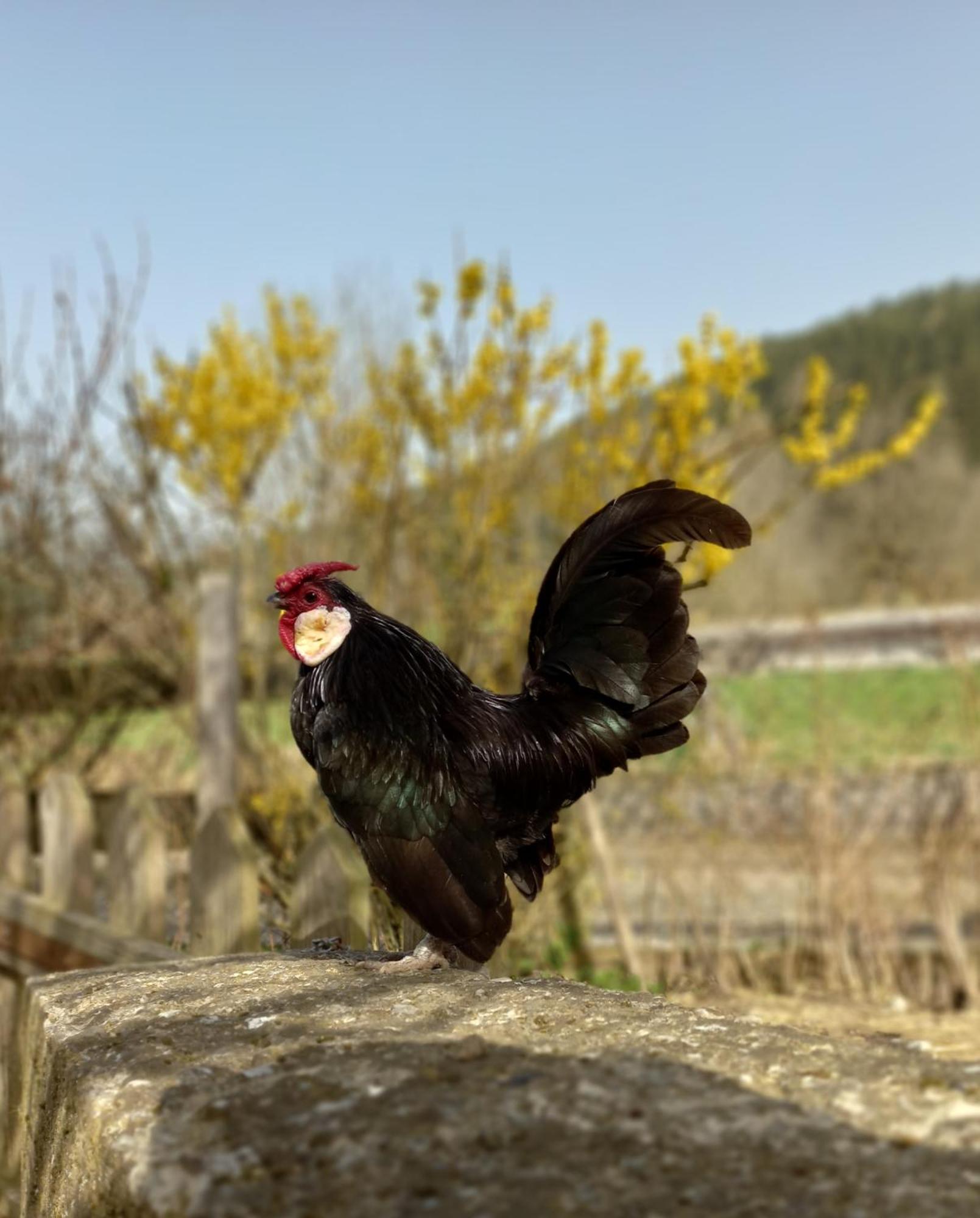 Steurer Hof Διαμέρισμα Liebenfels Εξωτερικό φωτογραφία